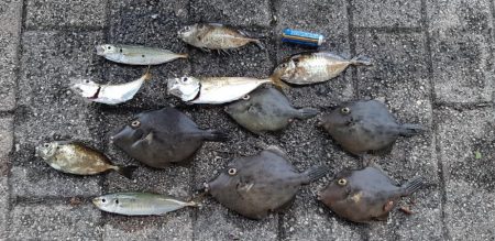 南港でカワハギ爆釣‼…