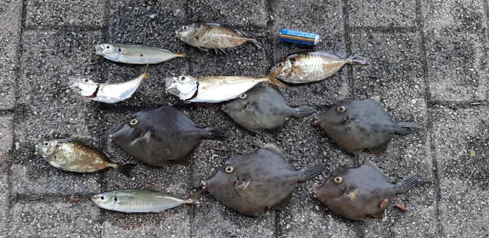 南港でカワハギ爆釣‼️台風の当日