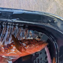 仕掛け自作してみました！