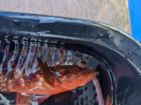 仕掛け自作してみました！