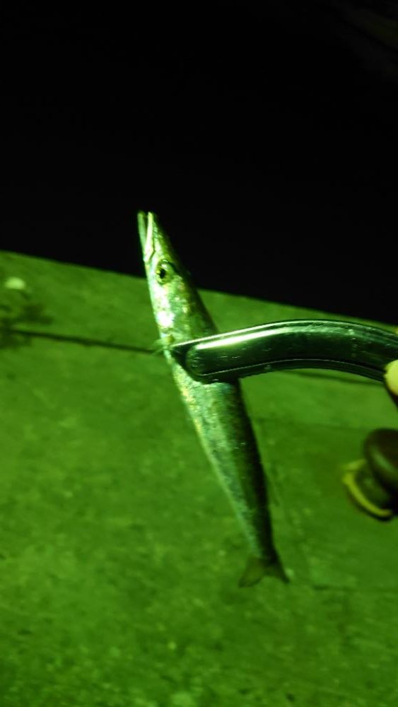 アジング　エサ