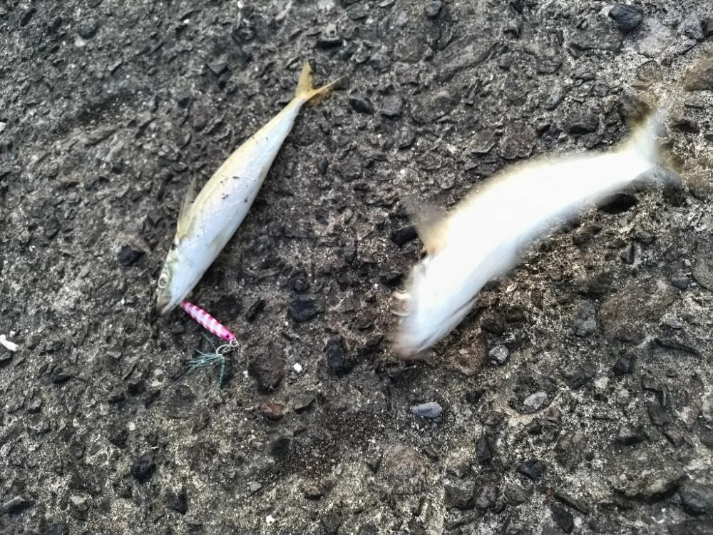 アジがダブルヒット!