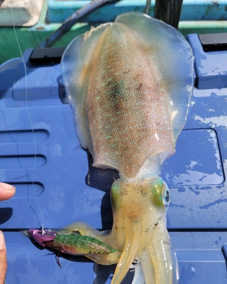 昼練ティップラン