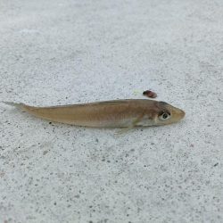 リベンジ遠征釣行(2日目)