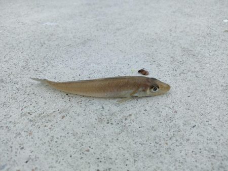 リベンジ遠征釣行(2日目)