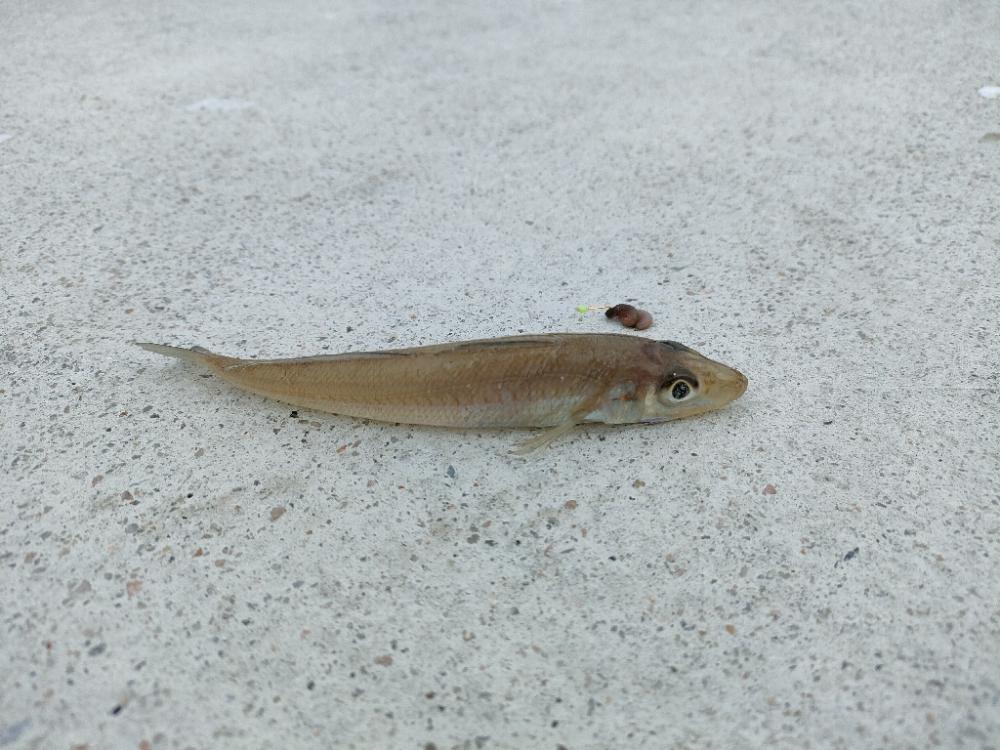 リベンジ遠征釣行(2日目)