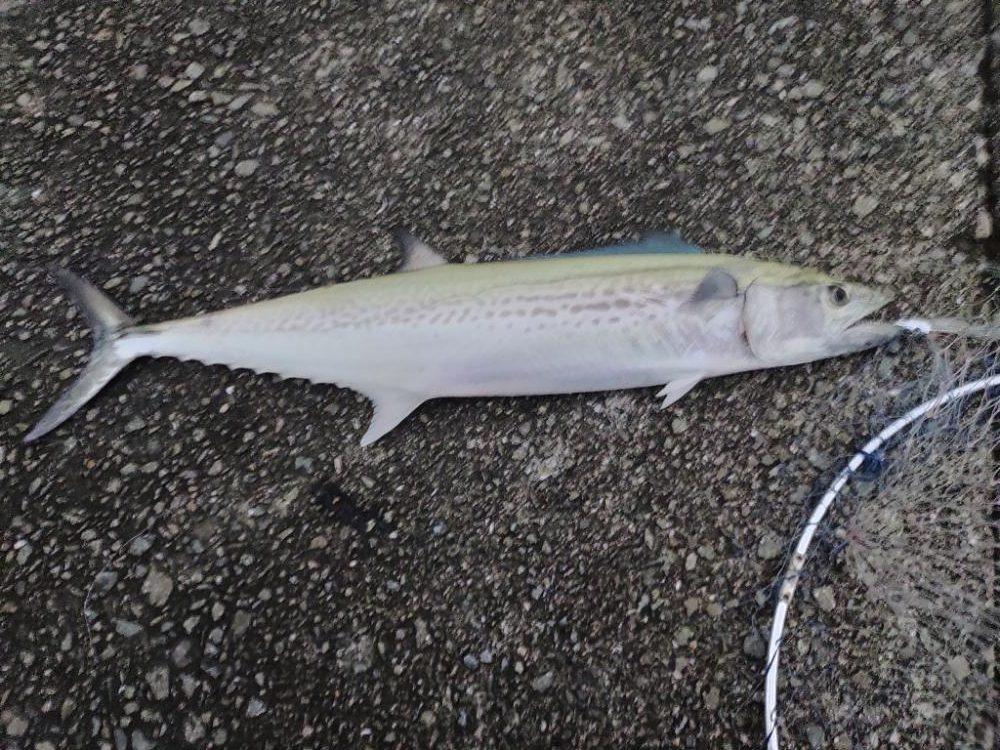 太刀魚、サワラ、ツバス