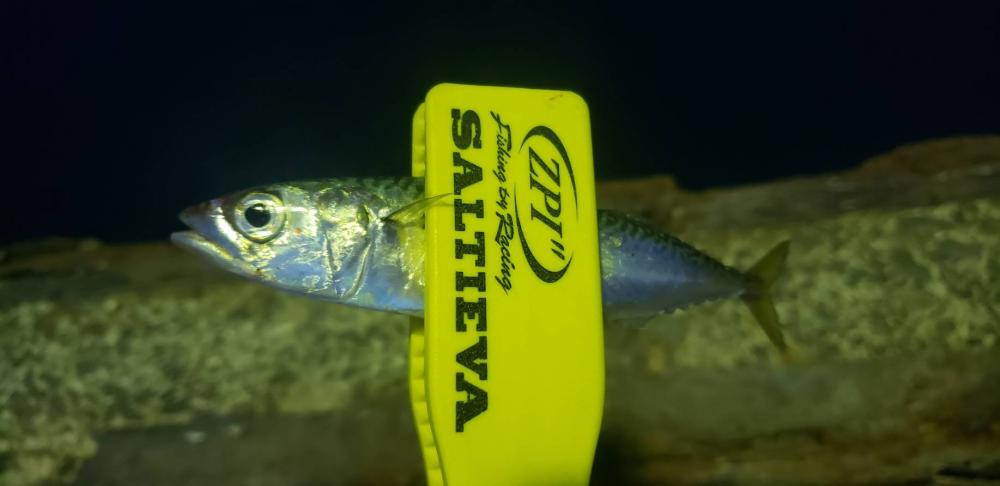 アジ探し@下津周辺