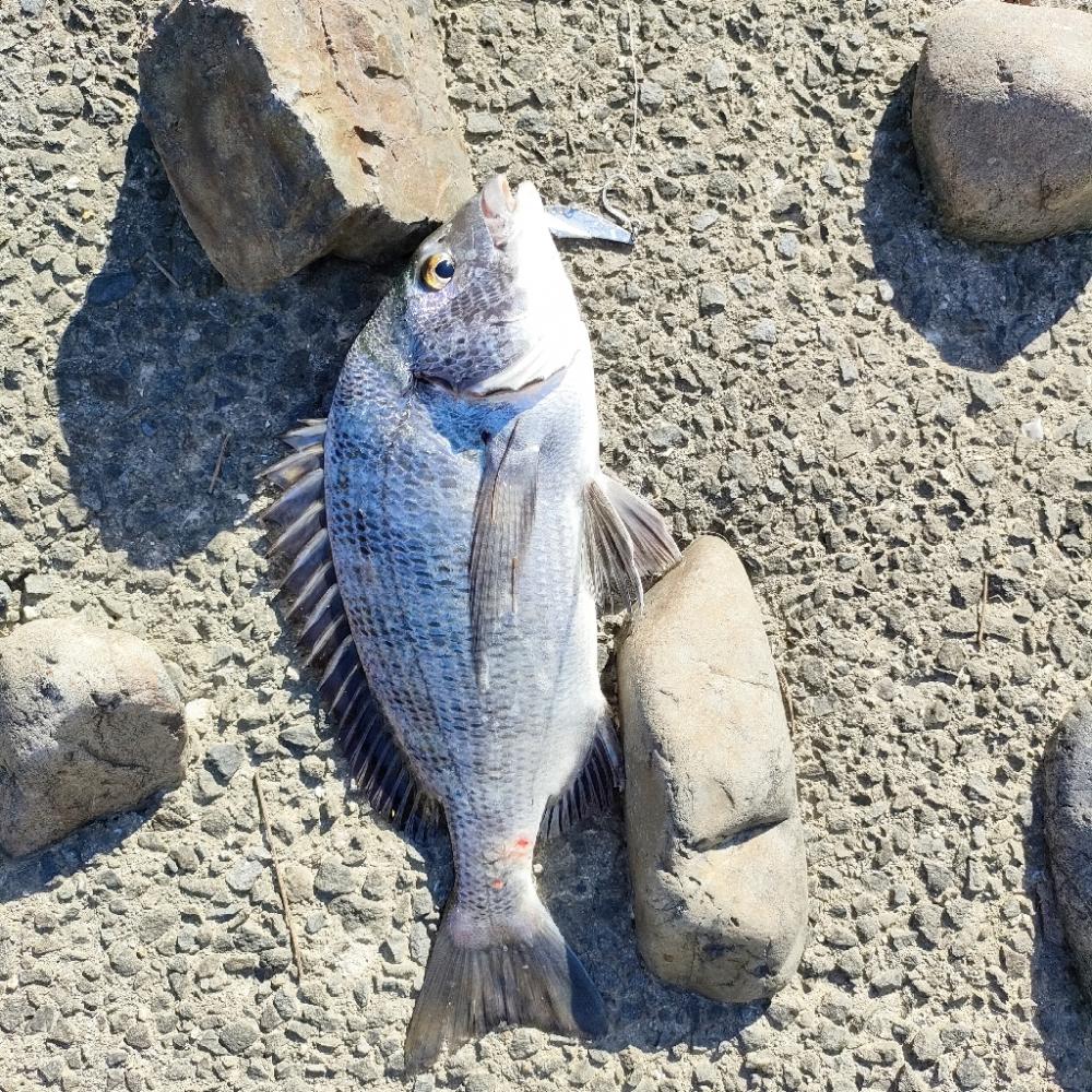 台風後の濁りで良い思い