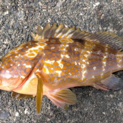 エギングでアコウ!!