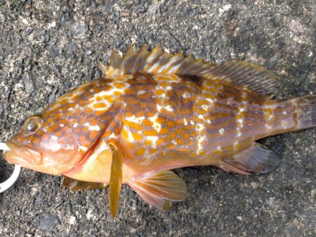 エギングでアコウ!!