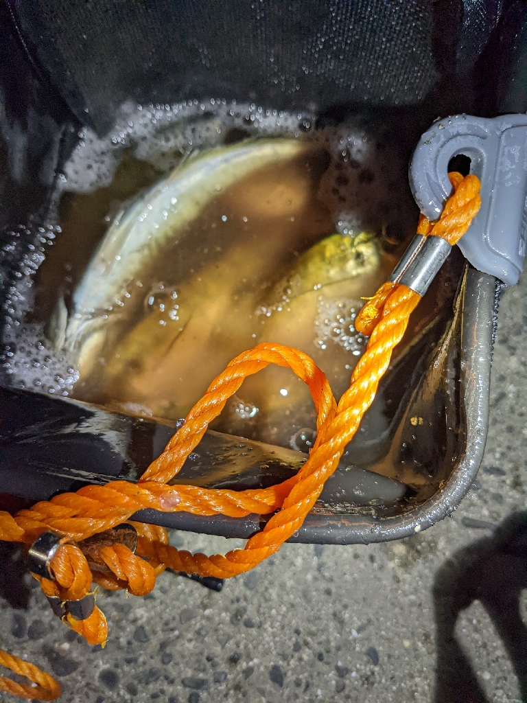 やっと来た！あじ==