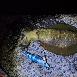 だんだん賢くなってきた