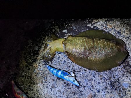 だんだん賢くなってきた