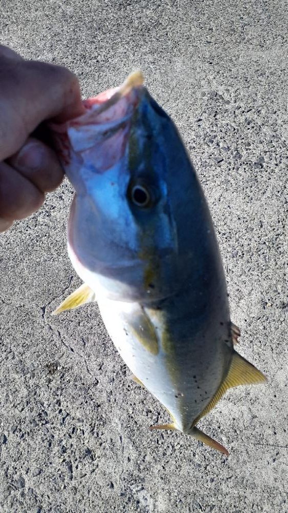 先日に続きショアジギ~