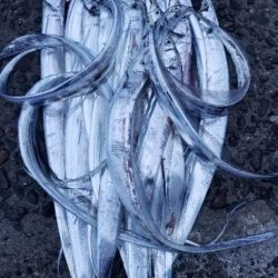 タチウオ大漁でーす！