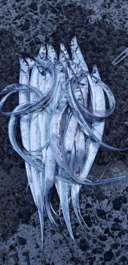 タチウオ大漁でーす！