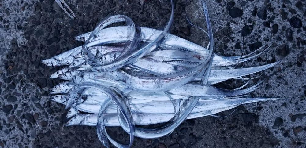 タチウオ大漁でーす！