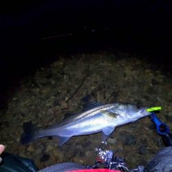 【シーバス】リバーシーバス。やっと・・・