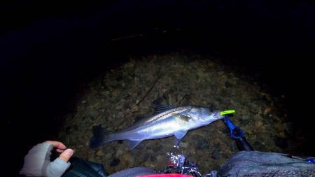 【シーバス】リバーシーバス。やっと・・・