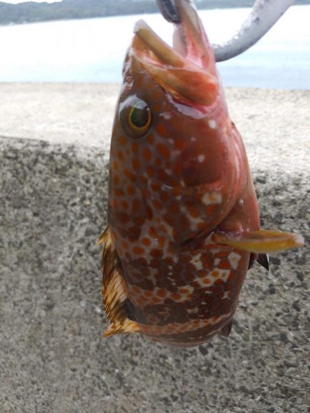 ネリゴがいなくなって…