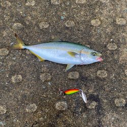 久しぶりの青物と安定のジャックアイ