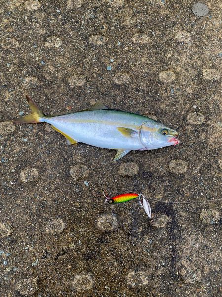 久しぶりの青物と安定のジャックアイ