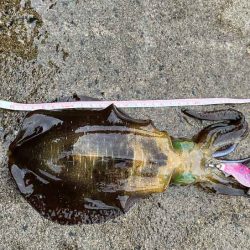 アタリ年の日本海で急に激渋！でも居るとこには居る！！