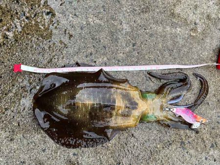 アタリ年の日本海で急に激渋！でも居るとこに…