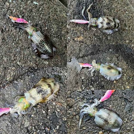 好調な日本海で良型アオリが連発モード!