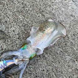 外海大荒れにつき漁港内でデイエギングからナイトエギングへ突入するが激渋！