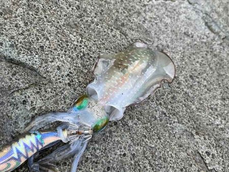 外海大荒れにつき漁港内でデイエギングからナイトエギングへ突入するが激渋！