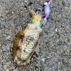 日本海エギング｜ナイトエギングのコツ