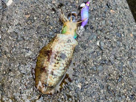 日本海エギング｜ナイトエギングのコツ