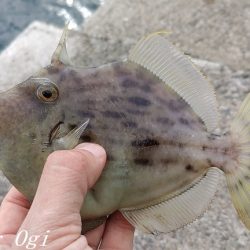 中島埠頭でカワハギ11枚！