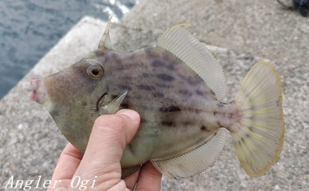 中島埠頭でカワハギ11枚！