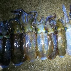 今年は当たり年と噂のアオリ狙いへ。