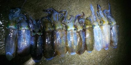 今年は当たり年と噂のアオリ狙いへ。