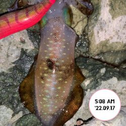 エギング朝まづめ