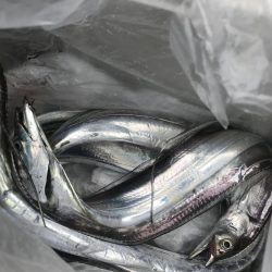 朝の太刀魚釣り
