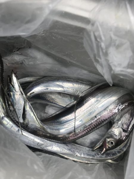 朝の太刀魚釣り