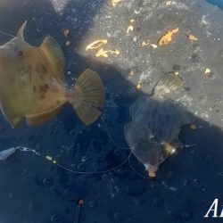カワハギ入れ食い!午前中だけで43匹。