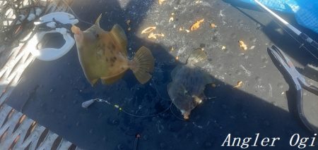 カワハギ入れ食い!午前中だけで43匹。