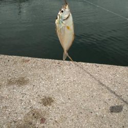 エギング&ハギング