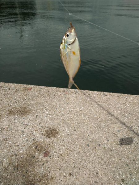 エギング&ハギング