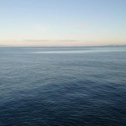 やっと青物釣れ始めました