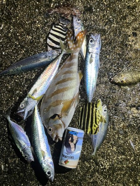 タチウオ開幕？調査のはずが