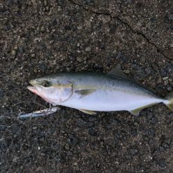 まさかのシーラ