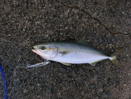 まさかのシーラ