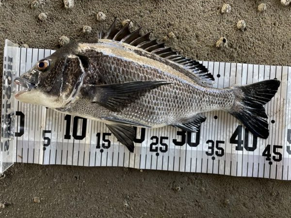 イチノ兄弟、釣果！